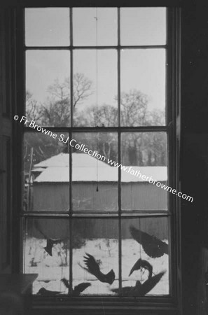 JACKDAWS AT WINDOW